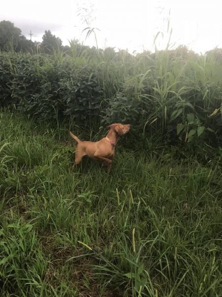 Image of Ck Millstar's Wee Dram