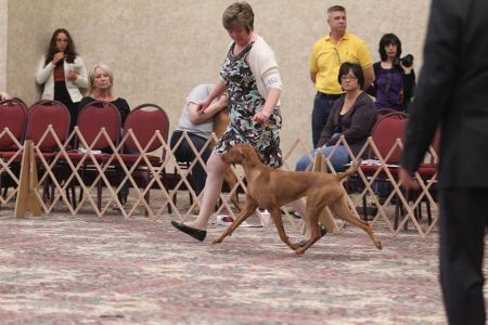 Image of Kizmar Pagliacci Really It Wasn't Me