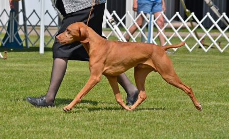 Image of Kizmar Pagliacci Only Th'Wicked