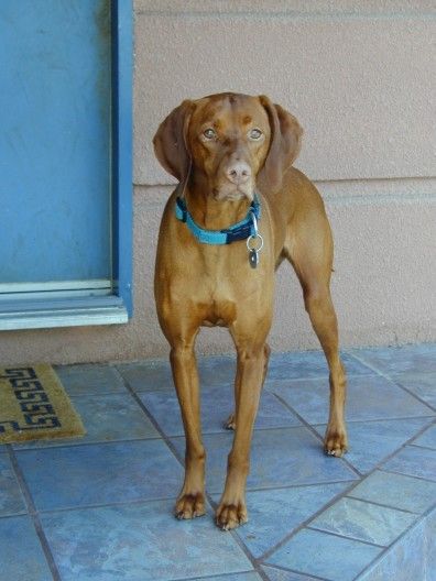 Image of Varazs On Point At Blackbullet