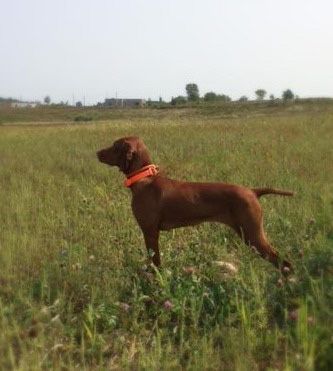 Image of Lienroc Harvest of Anya