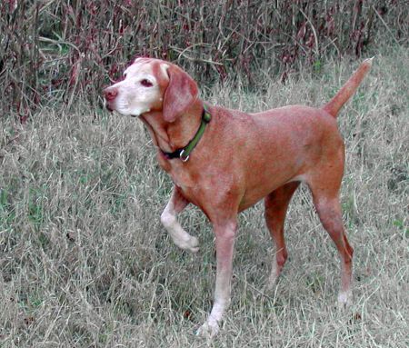 Image of Valley Hunters Divine Penlee