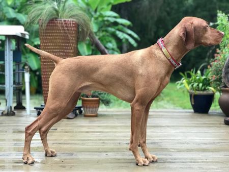 Image of Zydeco's Full Sun