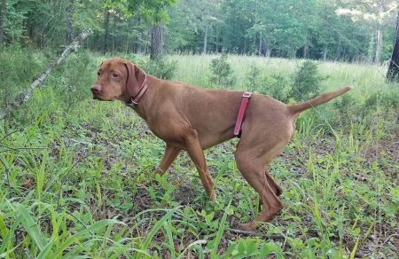 Image of Zydeco's Full Sun