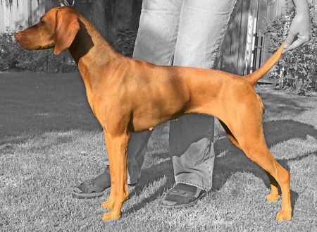 Image of Sokoldalu's Proud Sponsor of the Olympic Games