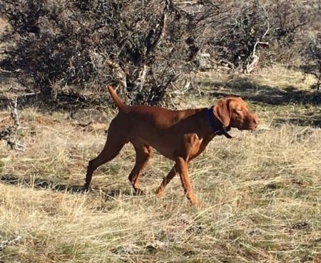 Image of Kelby Creek's And Eastwind's Over The Moon