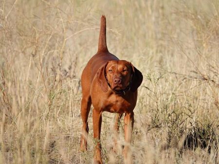 Image of Rhapsody Dezertfyre Write UR Stori