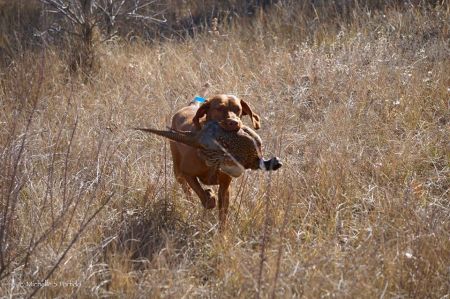 Image of Rhapsody Pop N' Circumstance