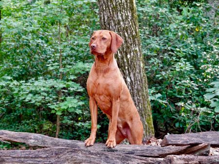 Image of Metropolis Fanfarede Rhapsody