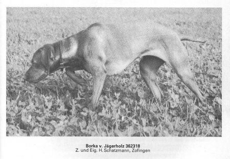 Image of Borka vom Jägerholz