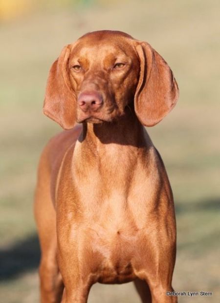 Image of Rhapsody Hit Me With Ur Best Shot