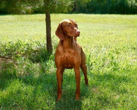 Image of Rhapsody Eye Got You Good