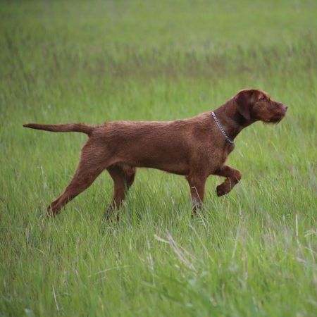 Image of Zöldmáli Kongo