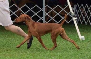 Image of Starcastle's Butter Rum