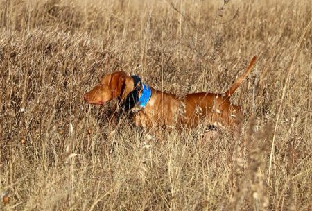 Image of Midnight Run's Royal Blood