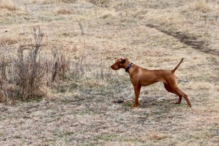 Image of Midnight Run's Royal Blood