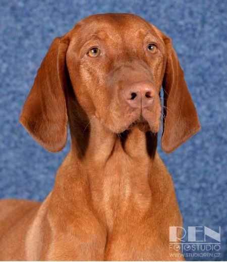 Image of Carrie z Pelestrovských lesu