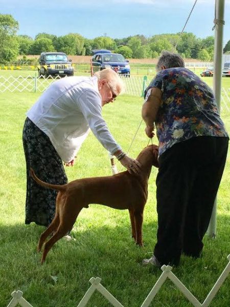 Image of Jnek's King Of Hearts