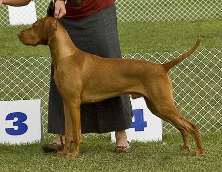 Image of Varazs Kedves Quasar