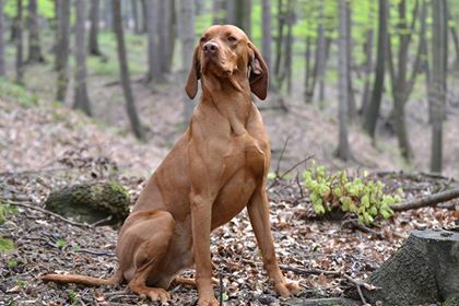 Image of Nemzet Kincse Tuzvarázsló