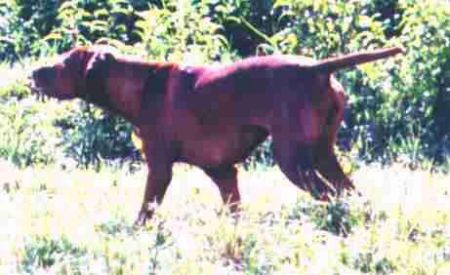 Image of Tigar Lily Of Szep-Allat