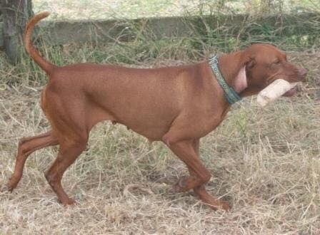 Image of Barat Faery Fyglia Phoenix