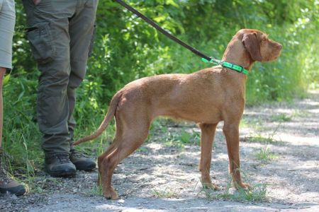 Image of Archie z Cervenych vrsku