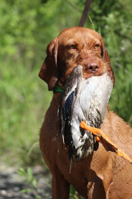 Image of Archie z Cervenych vrsku