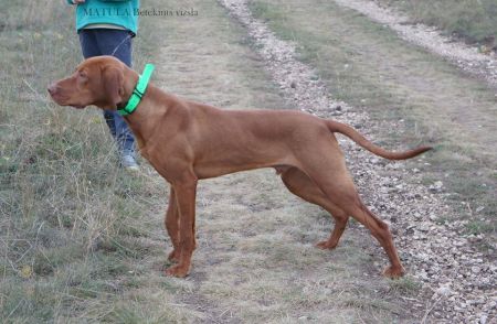 Image of Obor de l'Oree du Bois Fougieres