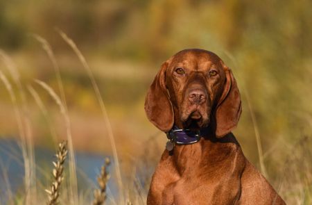 Image of Luna Carme-Love Psy