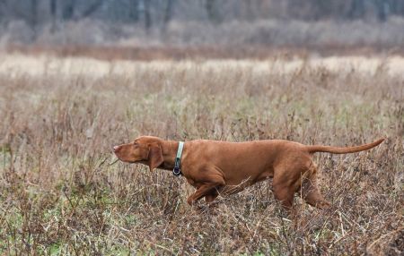 Image of Luna Carme-Love Psy