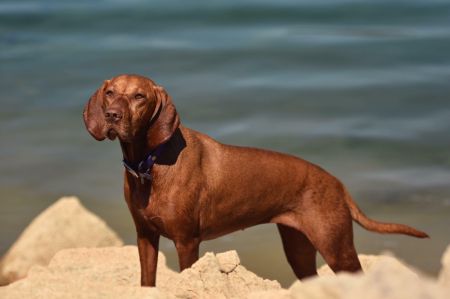 Image of Luna Carme-Love Psy