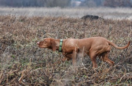 Image of Utazó Borfüge