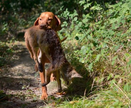 Image of Utazó Borfüge