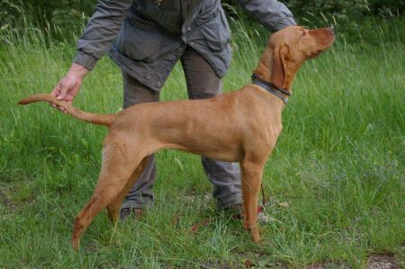 Image of Vadászfai Óhaj