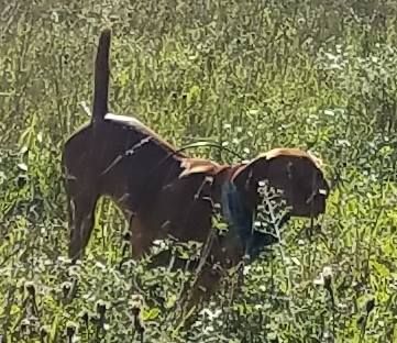 Image of Hatszel's 20 Gauge Over-N-Under Touchdown Gail