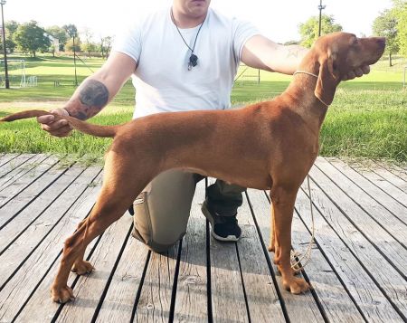 Image of Magasparti Rutinos Zsebibaba