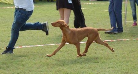 Image of Magasparti Rutinos Zsebibaba