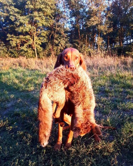 Image of Magasparti Rutinos Zsebibaba