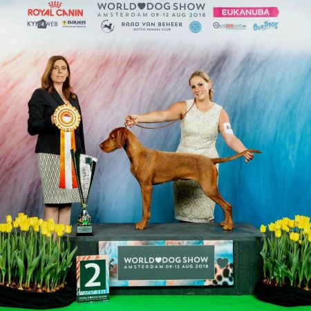 Image of Sarga Amanda's Traum Von Feen