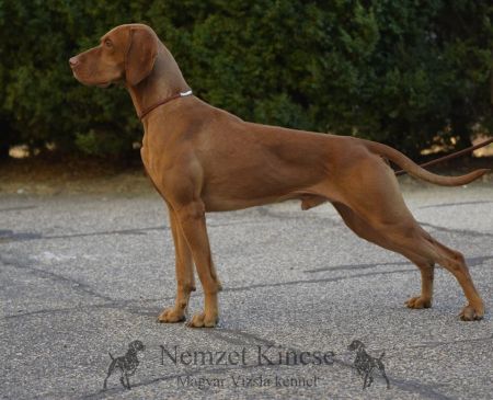 Image of Nemzet Kincse Tuzvarázsló