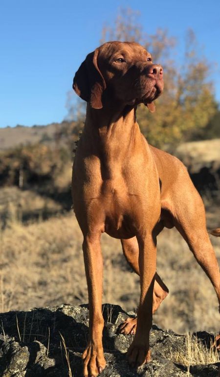 Image of Gossamer The Mountains Are Calling