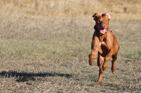 Image of Crazy Copper