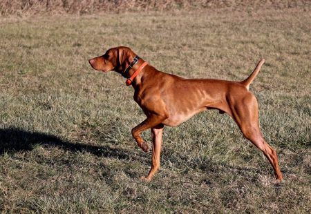 Image of Crazy Copper