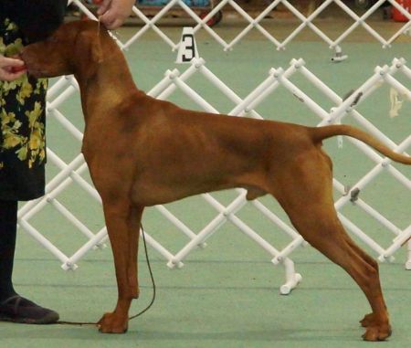 Image of Bokezu Jularo Jimmy {*}