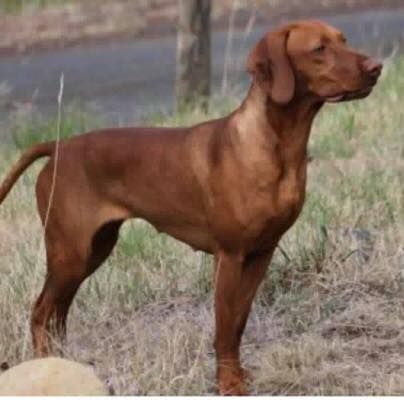 Image of Graebrook Rose Tattoo