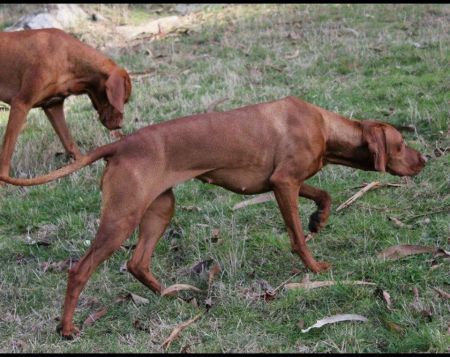 Image of Graebrook Rose Tattoo