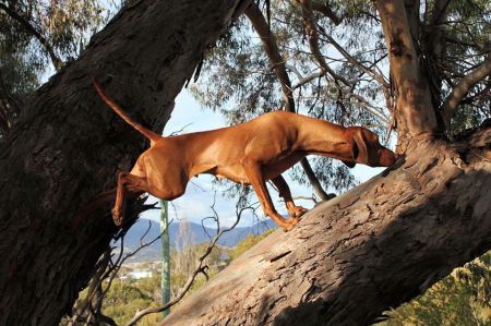 Image of Graebrook Rose Tattoo