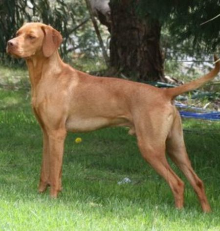 Image of Sugár Csanad