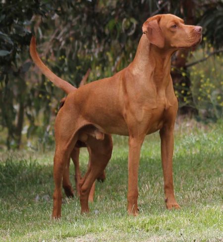 Image of Sugár Csanad